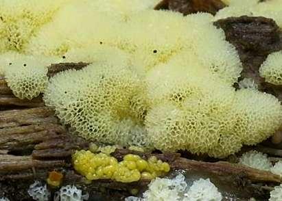 CERATIOMYXA FRUTICULOSA