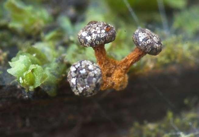4-