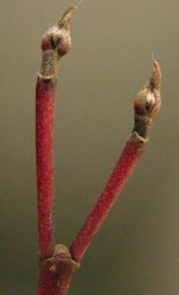 - dereń Aesculus hippocastanum kasztanowiec Modyfikacje