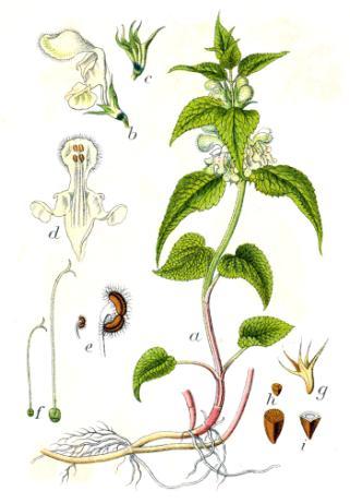 podziemne Jasnoty białej Lamium album Rozłogi nadziemne