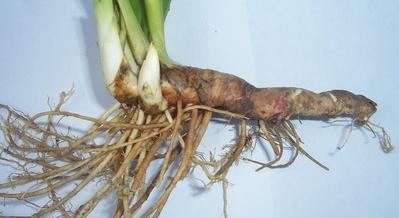 rhizome; łac.