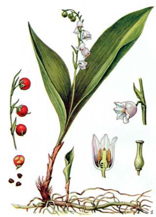 tatarak Bulwy pędowe