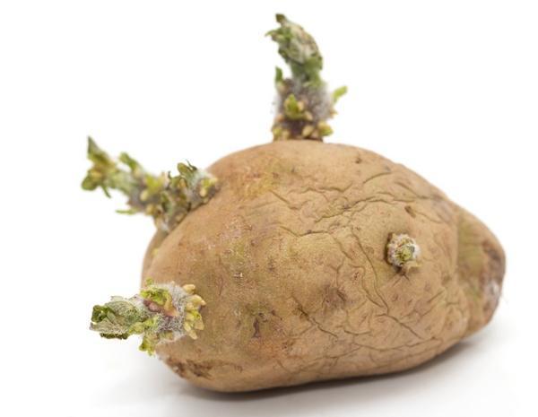 Solanum tuberosum Pędowe