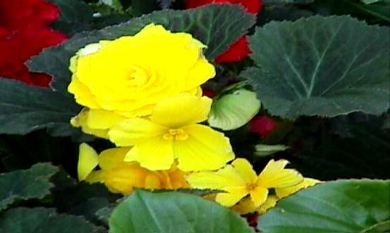 Begonia