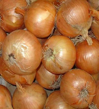 cebula