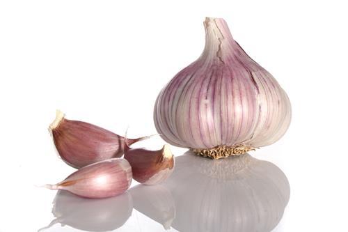 cebula