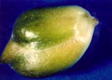 BULWOCEBULE Cebula