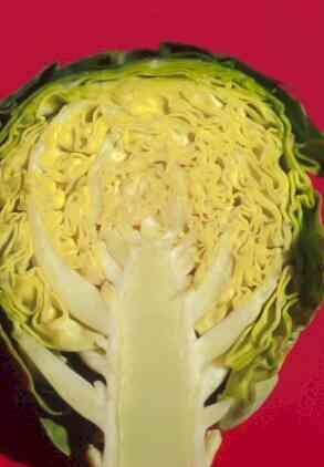 Pędy spichrzowe nadziemne Kapusta warzywna głowiasta Brassica oleraceae var.