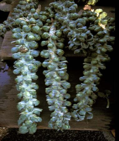 Kapusta