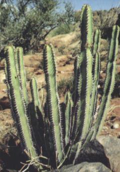 Kaktus Carnegia sp.