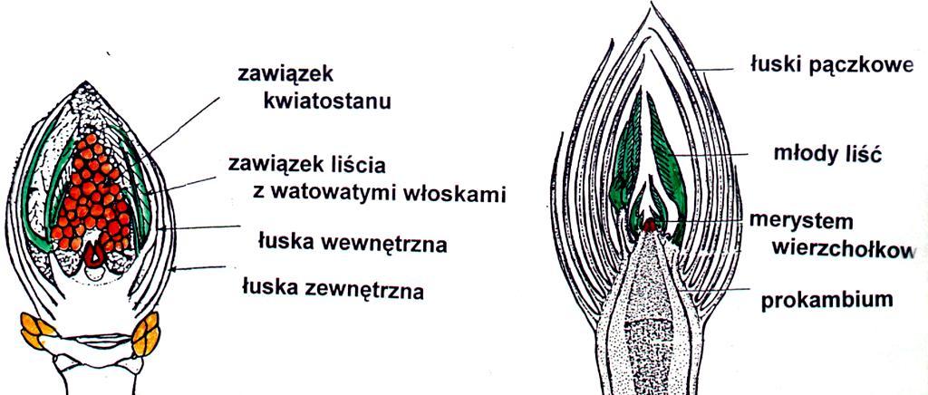 pączek rośliny