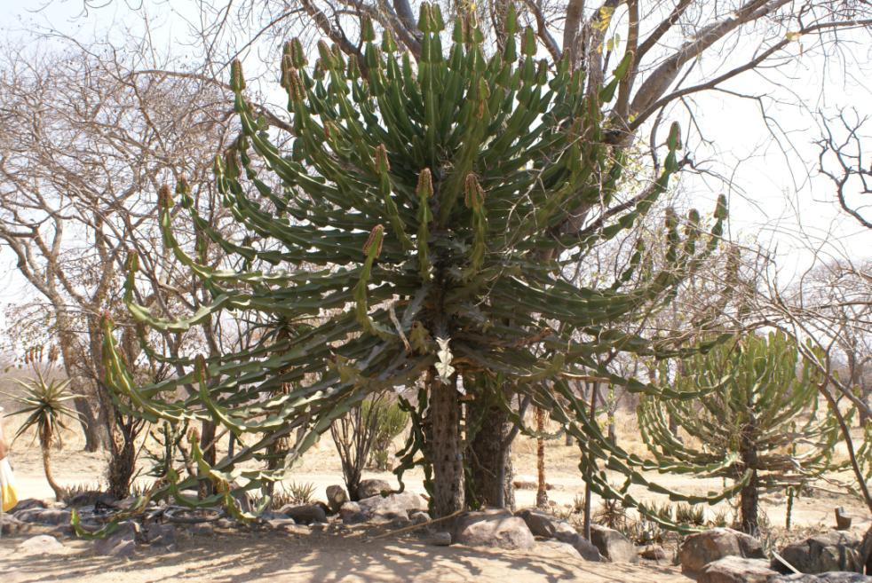 Euphorbia