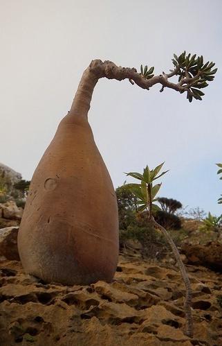 Socotra
