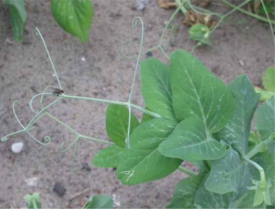 Groch siewny Pisum sativum