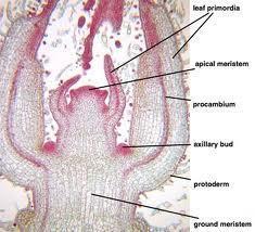 ORGANOGENICZNA; 3) STREFA PRATKANEK 4)