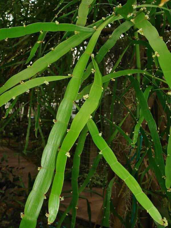 Homalocladium