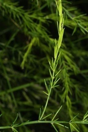 asculeatus 