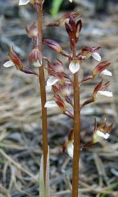 różowego Lathera