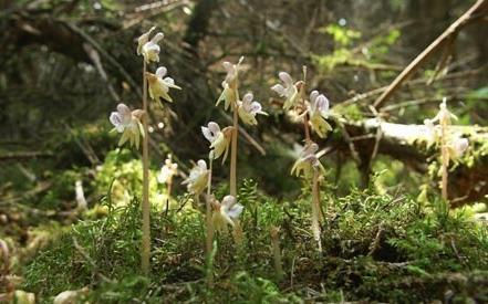 Epipogium
