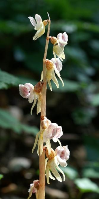 Orobanche