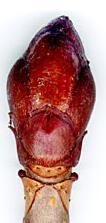kasztanowca