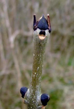 Fraxinus