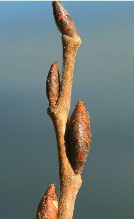 wiąz Viburnum