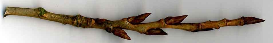 Carpinus