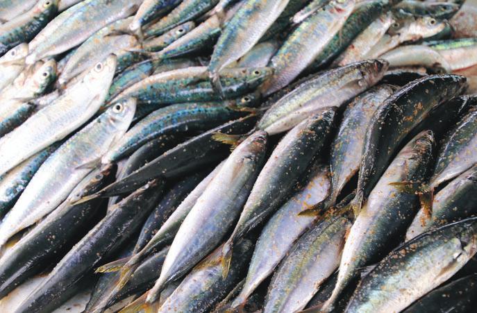 PAULA FISH PRZEDSIĘBIORSTWO Z BRANŻY PRZETWÓRSTWA RYB OPTYMALIZUJE PROCESY I ZWIĘKSZA EFEKTYWNOŚĆ, WDRAŻAJĄC IFS APPLICATIONS KORZYŚCI Z WDROŻENIA Automatyzacja procesów przetwarzania danych