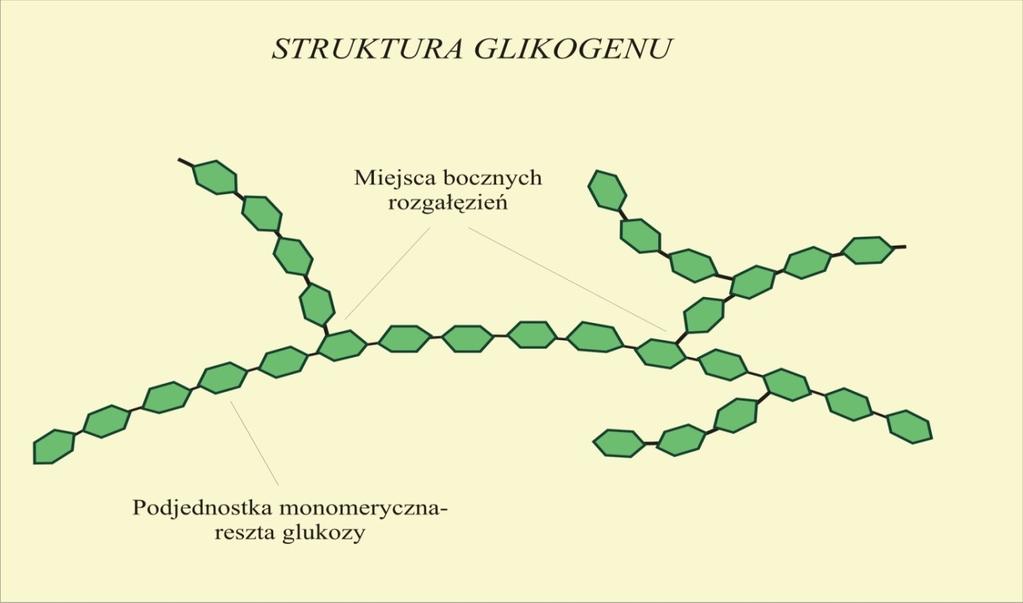 GLIKOGEN Budowa chemiczna podobna do budowy