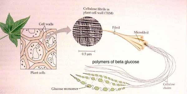 CELULOZA