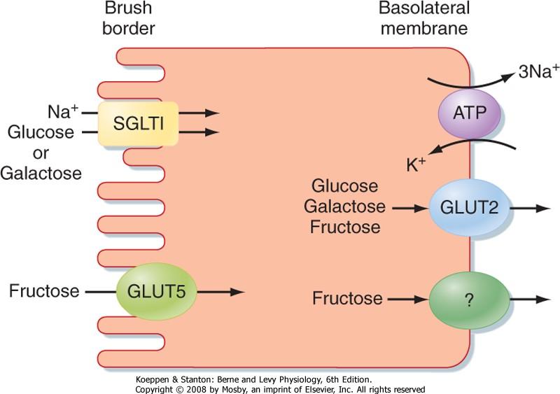 TRANSPORT GLUKOZY Z JELITA DO KRWI Enterocy t SGLT1 - sodium-glucose linked transporter1 Te