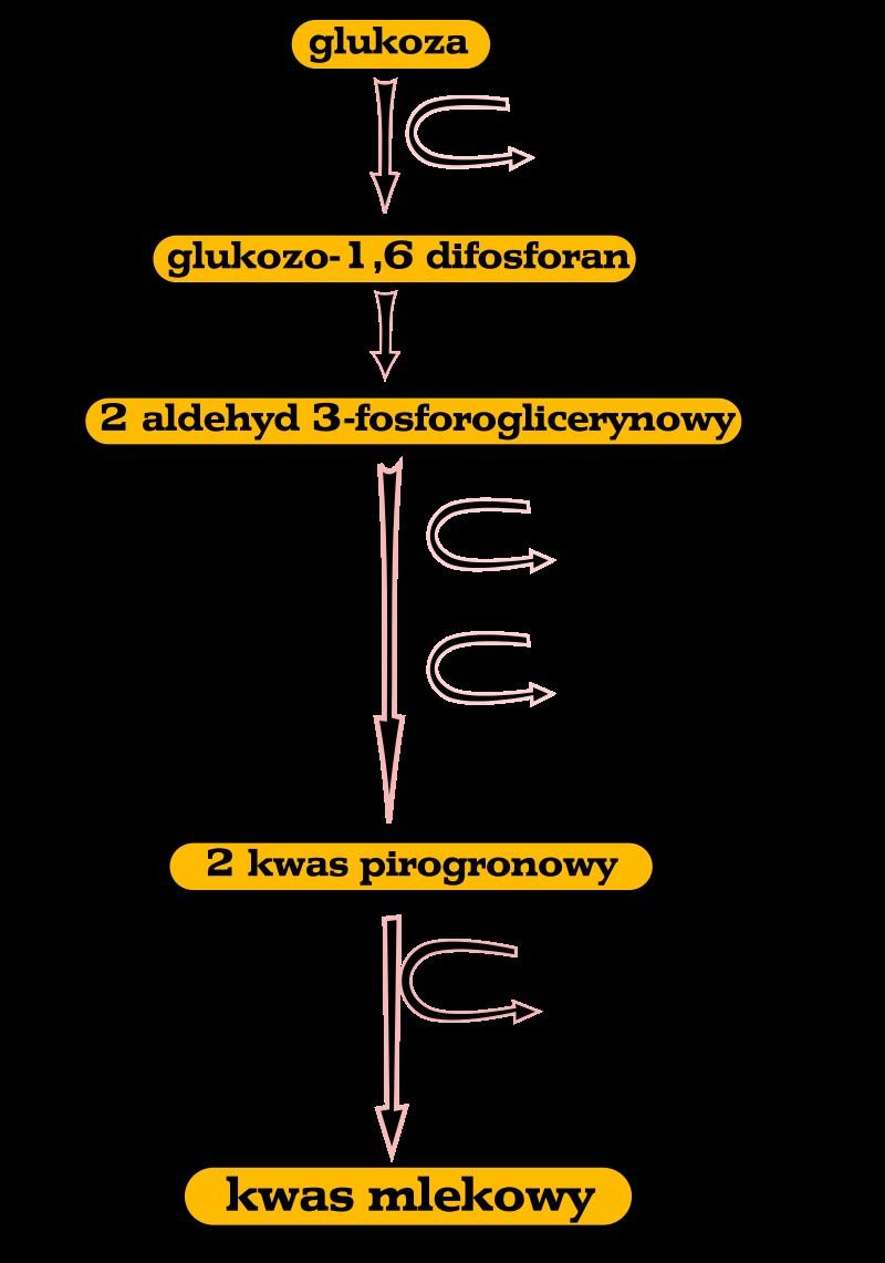 GLIKOLIZA
