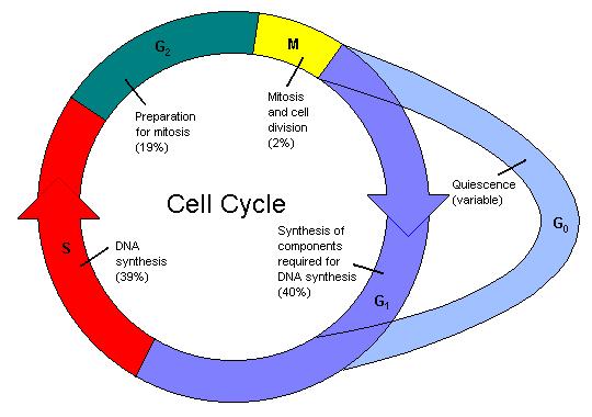 Cykl komórkowy i jego zatrzymywanie po uszkodzeniu DNA