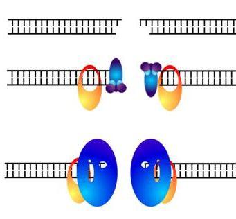 Naprawa podwójnych pęknięć DNA: przez łączenie