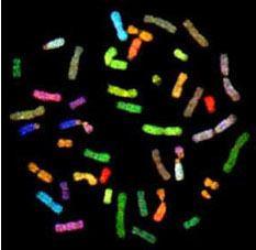 (widoczne uszkodzenia struktury chromosomu