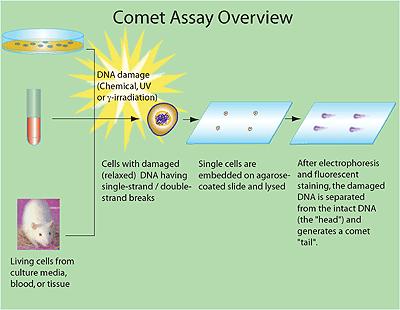 Zasada działania metody kometowej Komórki z uszkodzonym DNA (pęknięcia nici)