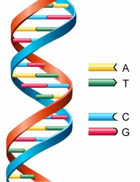 Budowa DNA odpowiada