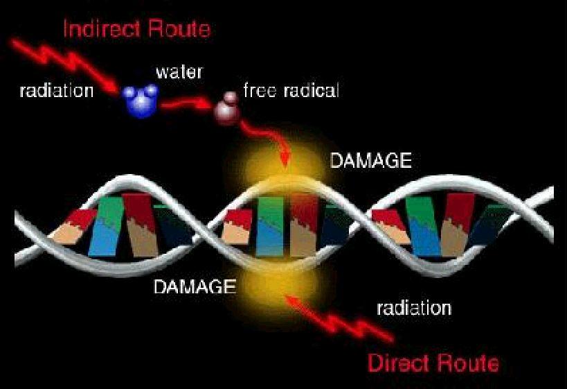 Uszkodzenia radiacyjne DNA mogą być bardzo różne, niezależnie od tego, czy