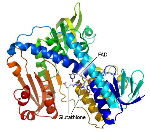 Reduktaza glutationowa GR Reduktaza glutationowa - Glutathione reductase GR EC 1.