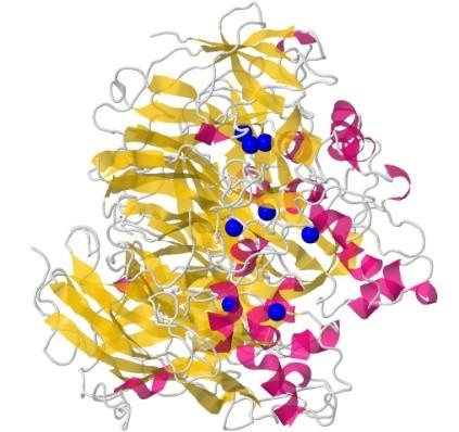 Białka nieenzymatyczne chroniące przed RFT Prewencyjnie zapobiegają wytwarzaniu się nowych RFT i peroksydacji lipidów: łączą się z uwolnionymi jonami metali przejściowych, np.