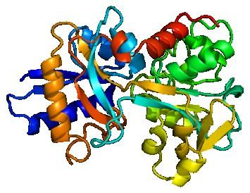 cząsteczkę albuminy hem związany hem nie może katalizować peroksydacji lipidów Transferryna - białko transportujące jony żelaza do komórek jedna cząsteczka transferryny ma dwa