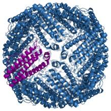 Białka nieenzymatyczne chroniące przed RFT Ferrytyna - białko magazynujące jony żelaza, występujące w śluzówce jelita może związać 4500