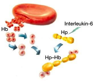 ostrej fazy produkowane przez wątrobę; odpowiada za wychwyt wolnej hemoglobiny we krwi, którą wiąże w trwały kompleks kompleksy