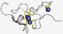 Białka nieenzymatyczne chroniące przed RFT Metalotioneiny - izoformy niskocząsteczkowego białka (o masie 6 7 kda); zbudowane z 60 68 reszt aminokwasowych (ok.