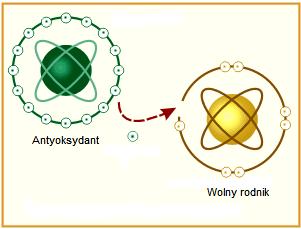 Antyoksydanty niskocząsteczkowe Antyoksydanty, przeciwutleniacze, zmiatacze wolnych rodników Substancje ochronne, przekazujące czynnikom utleniającym lub wolnym rodnikom swoje elektrony, przechodzące