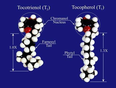 Hydrofobowe antyoksydanty niskocząsteczkowe Witamina E - tokoferole główny antyoksydant rozpuszczalny w lipidach obejmuje 8 różnych postaci - każda zbudowana jest z układu pierścieniowego 6-