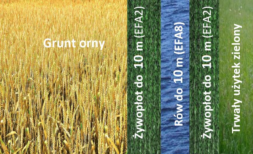 Rów przylega do EFA przylegającego do gruntu ornego.