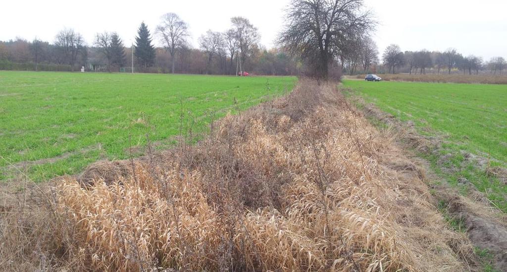 Zagajniki śródpolne (EFA5) Szczegółowe kryteria kwalifikowalności: - powierzchnia maksymalnie 3000m 2 z obiektu o max.