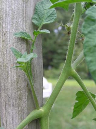 W przypadku pomidorów radykalne przycinanie jest zasadniczo przeprowadzane w trakcie wszystkich cyklów upraw w szklarniach.